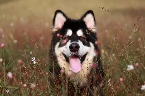 台州两男子因觊觎狗狗美貌而偷狗被刑事拘留