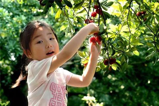 5月枇杷6月杨梅7月荷花兰溪和你有个约