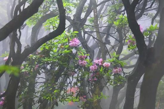 浙江森林旅游节暨第21届天台山云锦杜鹃节开