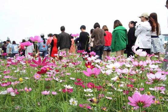 石淙花海