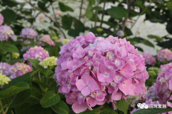 漩门湾国家湿地公园首次引进绣球花无尽夏