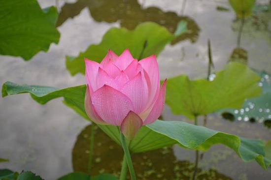《又是一年花开时》王红伟摄