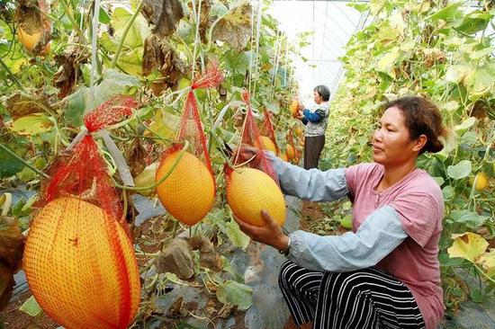 新昌市民可吃到自然熟的哈密瓜了