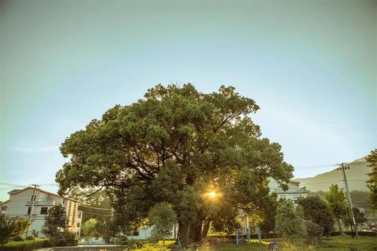 绿色发展乡村振兴 仙居经验带来美丽变化