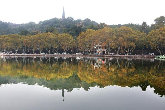 (今年10月底的北山街梧桐和宝石山的秋色 拍友 王荣贵 摄)