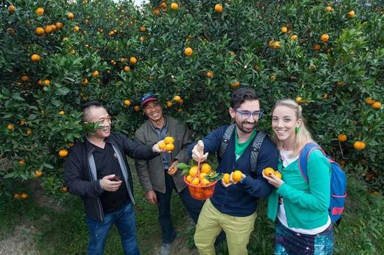 2018黄岩柑橘旅游节定于11月16日-18日举行
