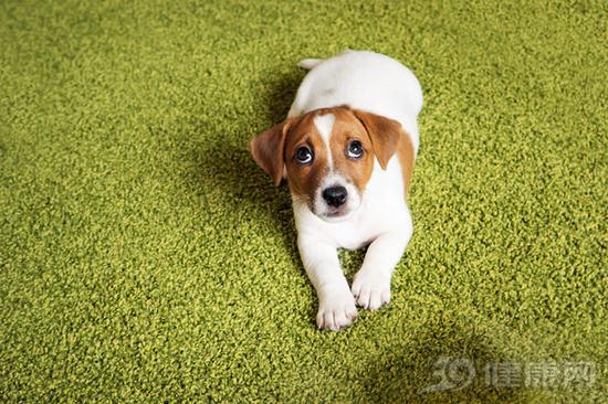 两次暴露,男童40天后因狂犬病身亡
