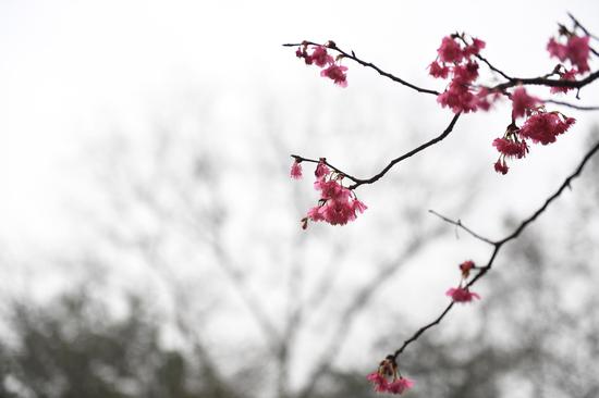 图为:初放的樱花。