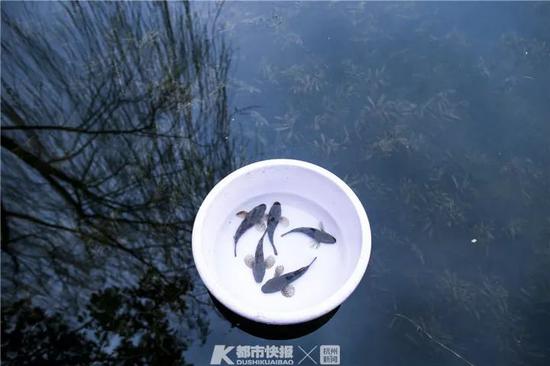步鱼