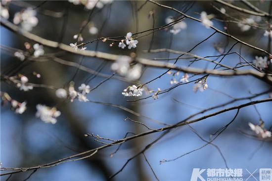 太子湾公园里的樱花。摄影 宗圣凯 