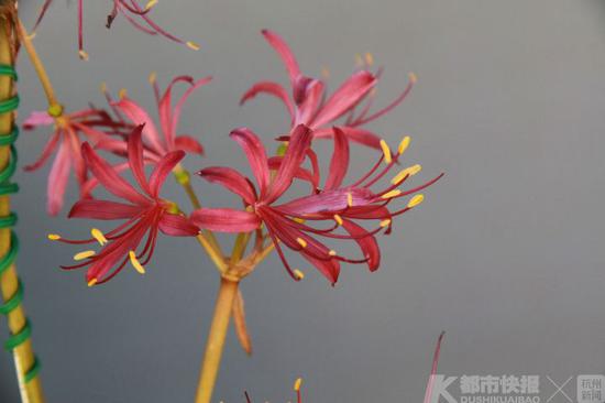 石蒜‘精灵’
