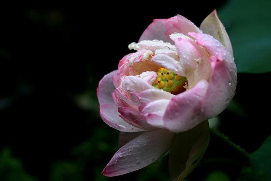 图为:荷花花瓣舒展,露出嫩黄色的莲蓬。颜石斌(通讯员)供图