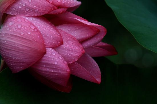 图为:沾满水珠的荷花清新可人。颜石斌(通讯员)供图
