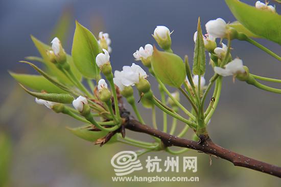 春回大地万物勃发 浙江桐庐钟山乡万亩梨花竞
