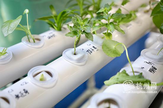科考队员们在水培架上培育了不同种类的茎叶植物。