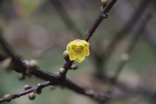 素心——玉蕊