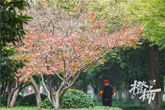 城东公园，枫树渐渐变红。记者 夏阳摄