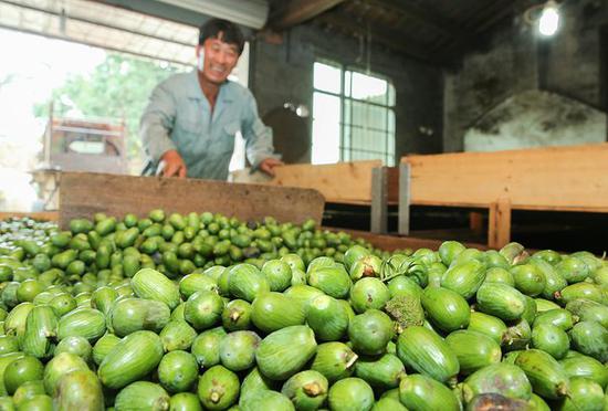 品质最好的香榧子 7Eqc-hiycyfw8514434.jpg