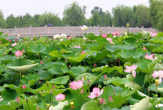 图为:杭州湘湖景区大片荷花盛开。柱子(通讯员)供图