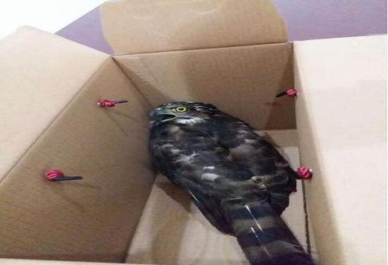 目前,猎鹰已经被工作人员安全带回了动物园进行保护。