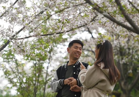 图为:游客徜徉于樱花林下,欢乐而惬意。王刚 摄