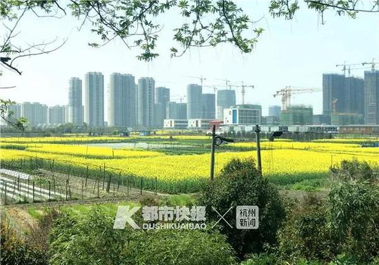 油菜花田和建设中的楼群