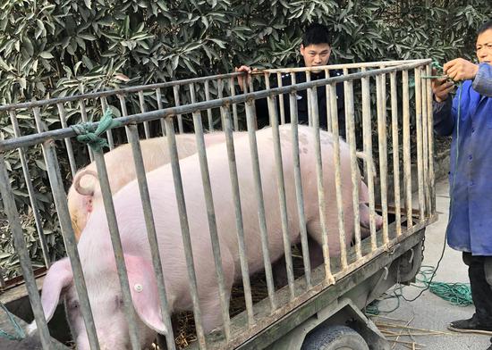 图为:民警出手“降伏”想逃跑的“二师兄”。三门县公安局供图