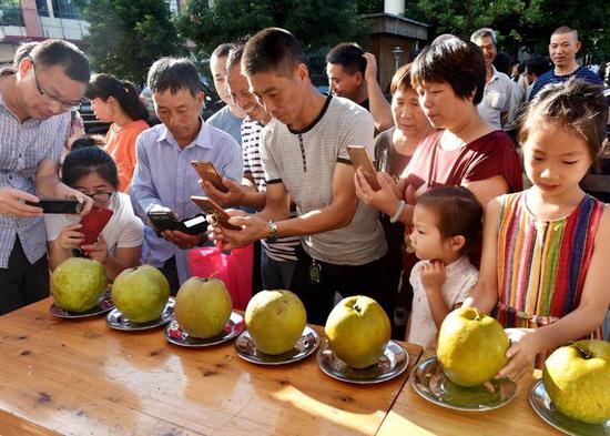 武义桐琴蜜梨节3斤梨王3万元被拍下
