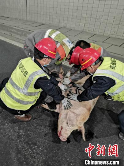  高速交警上演“捉猪记”。金华高速交警提供