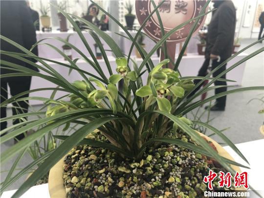 图为漓渚兰花。 林波 摄
