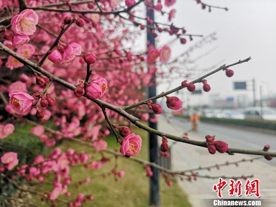 杭州春景。 张煜欢 摄