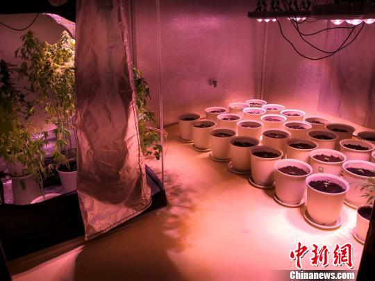 大麻植株栽在花盆里,上面悬挂着LED灯。金华公安提供