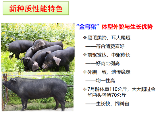 到底有多好吃,钱报记者来到浙江省农科院见到了“金乌猪之父”潘建治研究员。