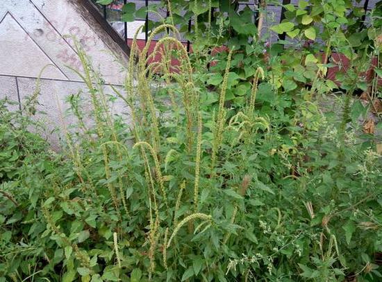 检疫性杂草知多少 跟着志愿者来认识