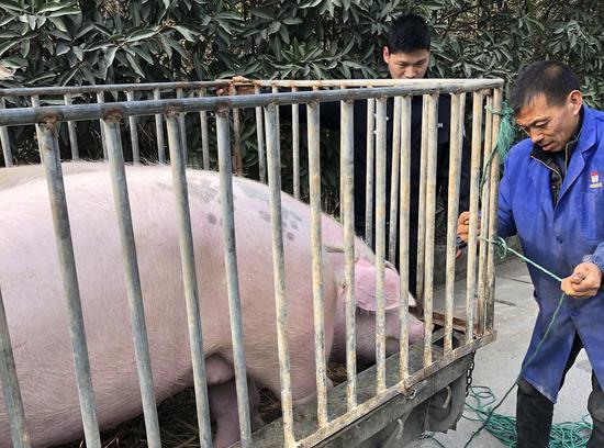图为:民警出手“降伏”想逃跑的“二师兄”。三门县公安局供图