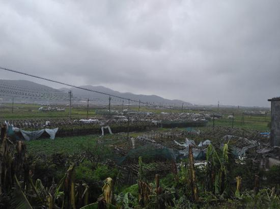 蒲城社区葡萄园区果农目睹棚膜飞走=的情景
