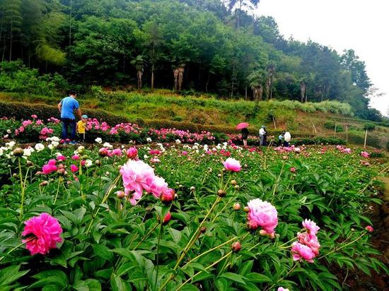 《又到一年花开时》壶江源摄于浦江县杭坪镇乌浆村