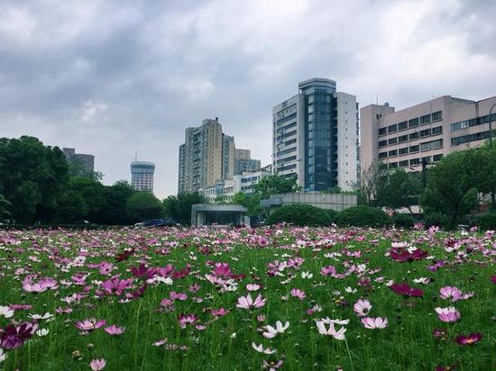 《波斯菊开》人到中年摄于金华电视台