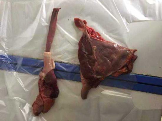 ▲森林公安查获的被宰杀的穿山甲鲜肉