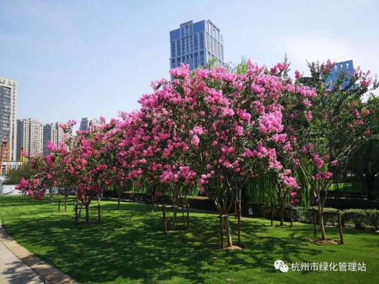 今年“最美紫薇”花落谁家?