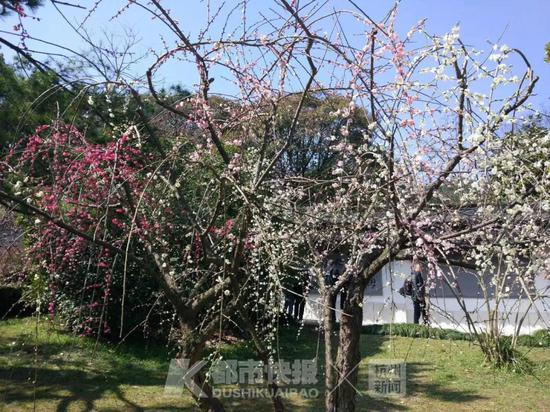 (图片由杭州植物园提供)