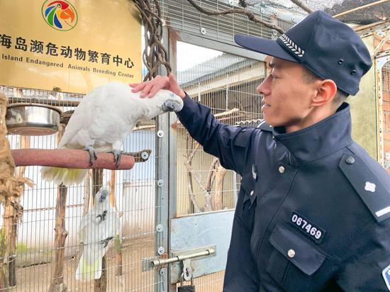 图为失窃鹦鹉。 胡潇 摄