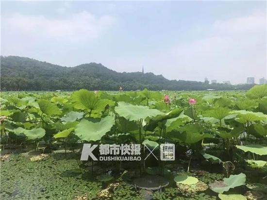 今天天气好,西湖边游客很多,荷花也都开好啦!记者 林司楠 摄