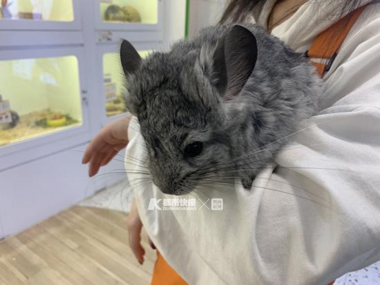 小型宠物店里的龙猫 摄影 | 楼金靖