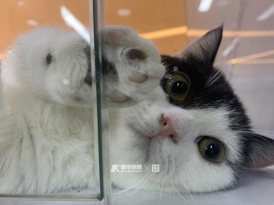 猫咖里的宠物猫 摄影 | 楼金靖