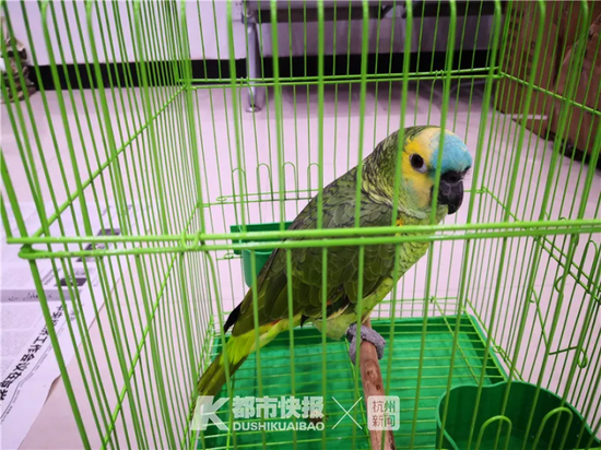 小太阳鹦鹉