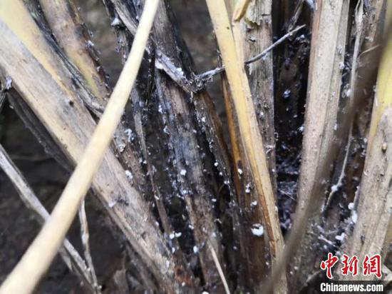褐飞虱群集在水稻基部取食为害。仙居发布供图