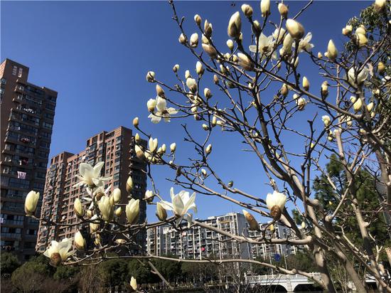 街头玉兰花开满枝头。林波 摄