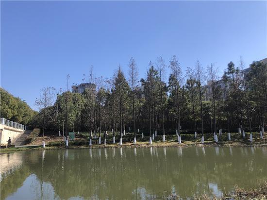 宁波一公园入春当天景色。林波 摄
