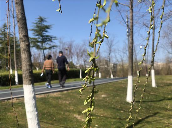柳树长出新芽。林波 摄